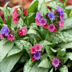 5023242343853 1 Pulmonaria Silver Bouquet 2L.jpg